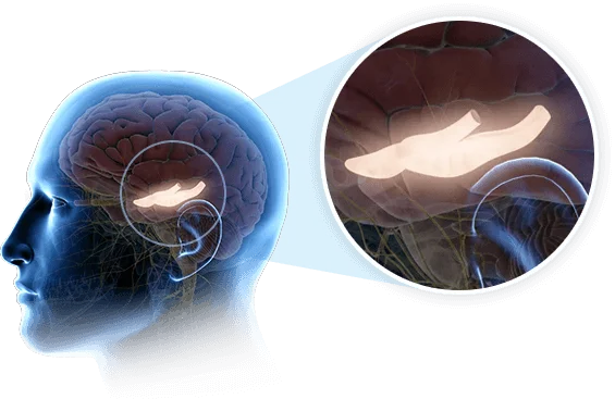 The Genius Wave Blood Sugar Support